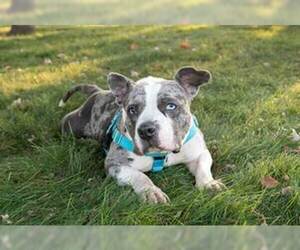 Star - Female American Pit Bull Terrier-Staffordshire Bull Terrier Mix Dog for Adoption - Photo #11