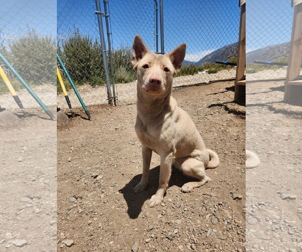 Medium Photo #2 Australian Kelpie-Labrador Retriever Mix Puppy For Sale in Marina Del Rey, CA, USA