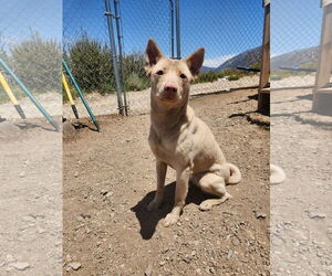 BARBIE - Female Australian Kelpie-Labrador Retriever Mix Dog for Adoption - Photo #2
