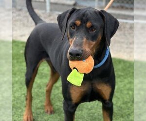 Doberman Pinscher Dogs for adoption in Camarillo, CA, USA