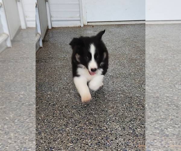 Medium Photo #2 Border Collie Puppy For Sale in CARLISLE, KY, USA