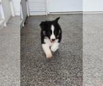 Small Photo #2 Border Collie Puppy For Sale in CARLISLE, KY, USA