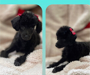Poodle (Miniature) Puppy for sale in BOCA RATON, FL, USA
