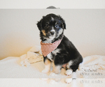 Small Photo #21 Miniature Australian Shepherd Puppy For Sale in FORT RUCKER, AL, USA