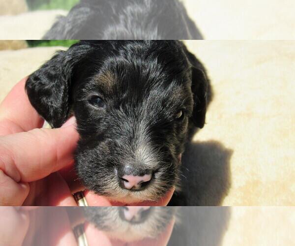 Medium Photo #6 Bernedoodle Puppy For Sale in BIG ROCK, IL, USA