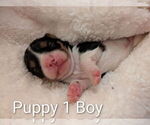 Small #2 Cavapoo (Miniature)