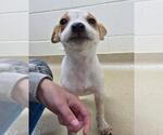 Small Photo #3 Mutt Puppy For Sale in Plover, WI, USA