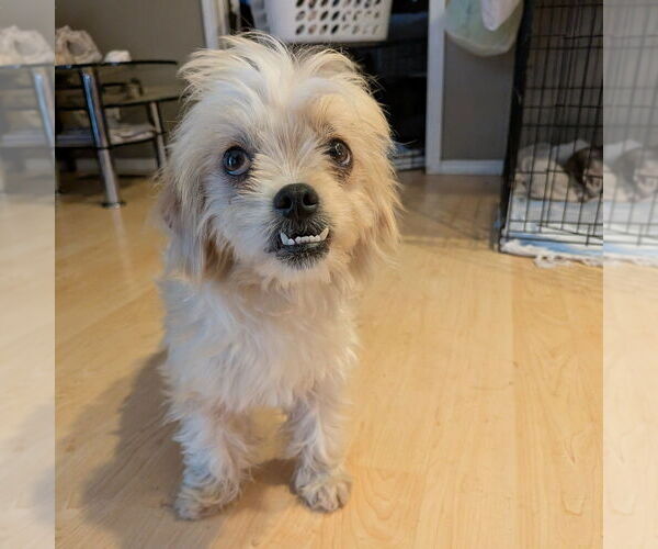 Medium Photo #3 Mutt Puppy For Sale in Vail, AZ, USA