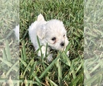 Small Photo #14 Maltipoo Puppy For Sale in AVE MARIA, FL, USA