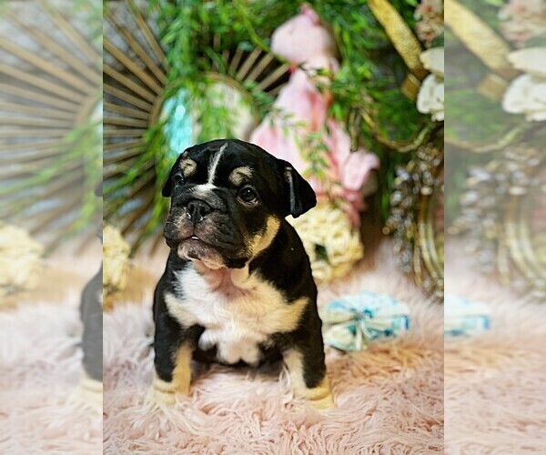 Medium Photo #6 Bulldog Puppy For Sale in CALDWELL, TX, USA