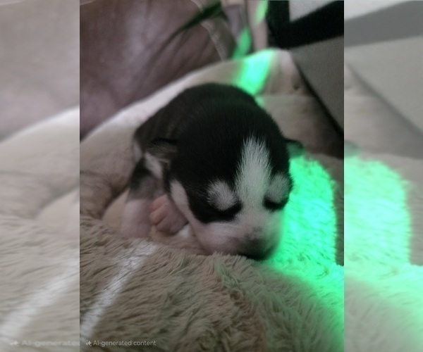 Medium Photo #62 Siberian Husky Puppy For Sale in ALTON, IL, USA