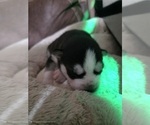 Small Photo #62 Siberian Husky Puppy For Sale in ALTON, IL, USA