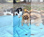 Small Shih Tzu