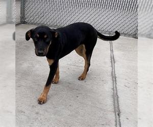 Doberman Pinscher-Unknown Mix Dogs for adoption in Denver, CO, USA