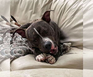 Alvin - Male Mutt Dog for Adoption - Photo #7