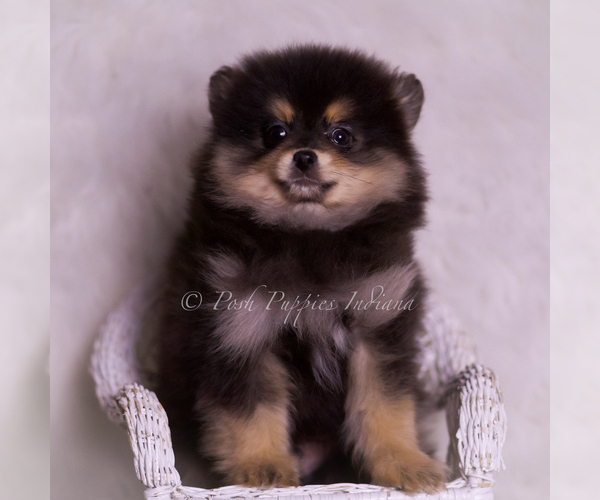 Medium Photo #112 Pomeranian Puppy For Sale in WARSAW, IN, USA