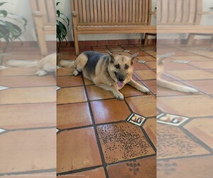 Charlie - Male Mutt Dog for Adoption - Photo #2