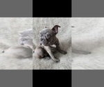 Small #3 French Bulldog