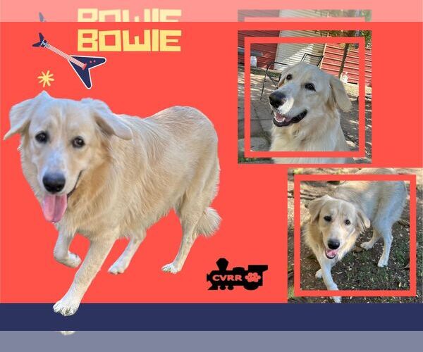 Medium Photo #1 Golden Retriever-Unknown Mix Puppy For Sale in Lindsay, CA, USA