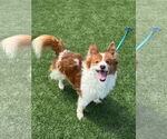 Small #14 Chi-Corgi