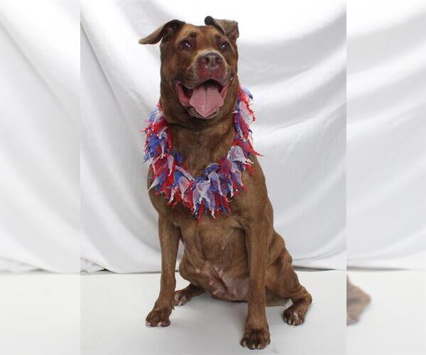 Medium Photo #4 Mastador Puppy For Sale in Burbank, CA, USA