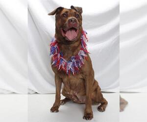 *BERTHA - Female Mastador Dog for Adoption - Photo #4