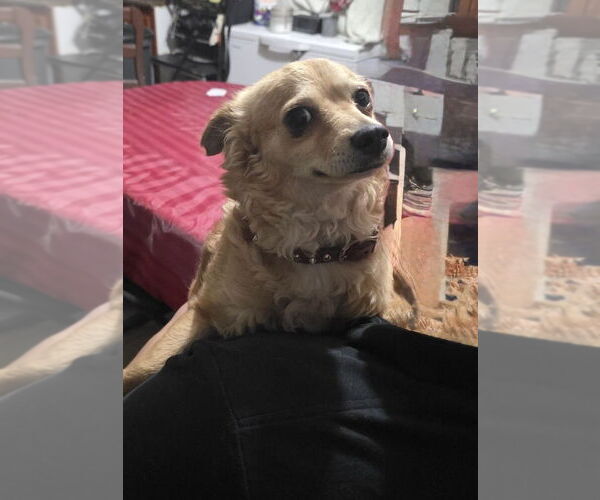 Medium Photo #2 Mutt Puppy For Sale in San Diego, CA, USA