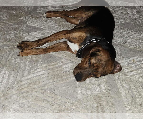 Medium Photo #6 Beagle-Unknown Mix Puppy For Sale in Sheboygan, WI, USA