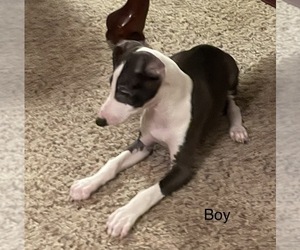 Italian Greyhound Puppy for Sale in FRANKFORT, Indiana USA