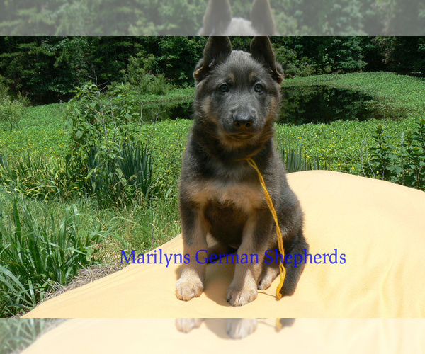 Medium Photo #2 German Shepherd Dog Puppy For Sale in PIEDMONT, MO, USA