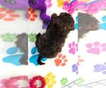 Rudy - Male Cavapoo (Miniature)-Poodle (Toy) Mix Puppy for Sale - Photo #8
