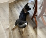 Small #3 Akita