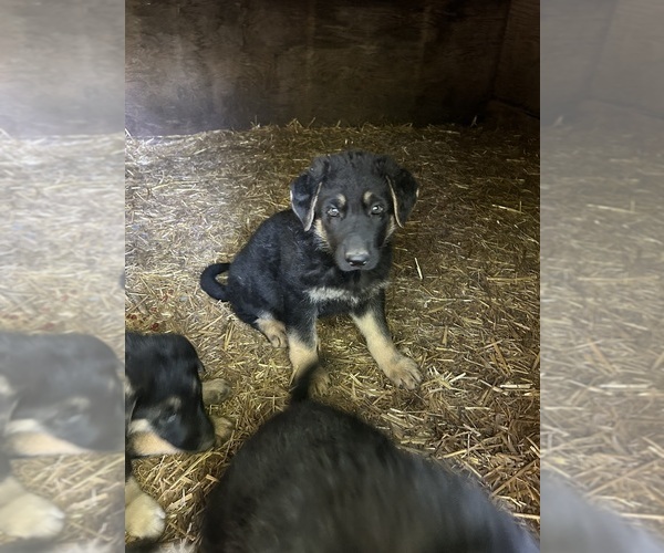 Medium Photo #1 German Shepherd Dog Puppy For Sale in PULASKI, PA, USA