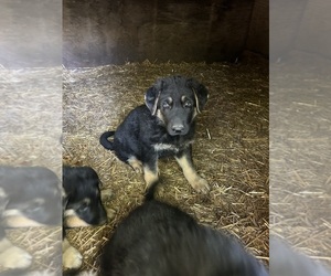 Medium German Shepherd Dog