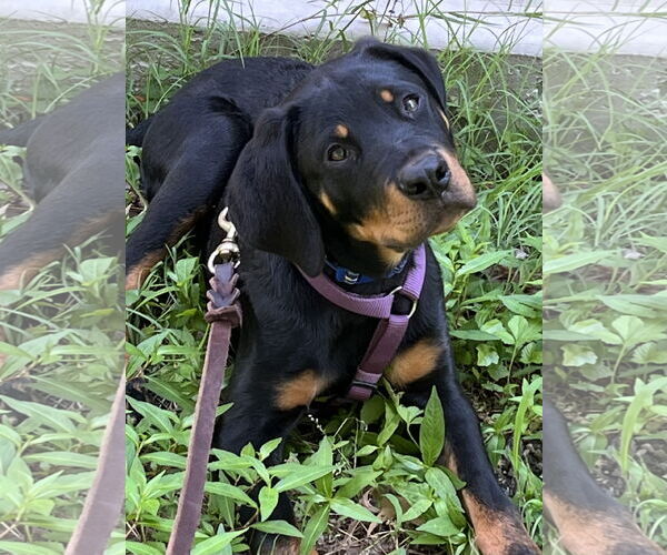 Medium Photo #4 Rottweiler Puppy For Sale in Mooresville, NC, USA