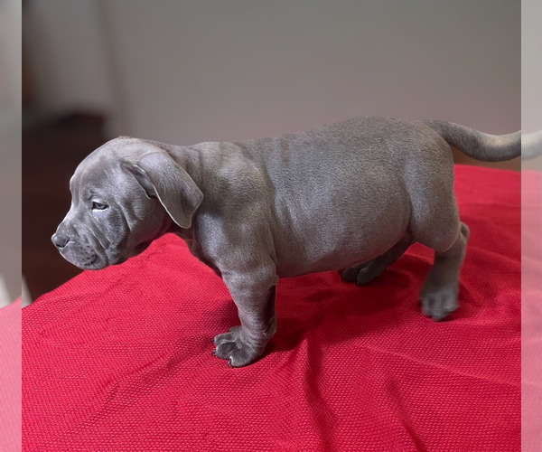 Medium Photo #5 American Bully Puppy For Sale in UPPER MARLBORO, MD, USA