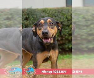 MICKEY - Male Black and Tan Coonhound-Unknown Mix Dog for Adoption - Photo #2