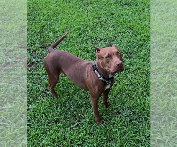 Medium Photo #1 American Pit Bull Terrier Puppy For Sale in ROXBORO, NC, USA