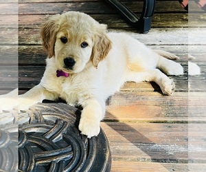 Golden Retriever Puppy for sale in SUWANEE, GA, USA