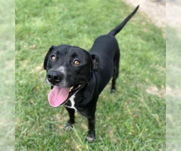 Medium Photo #2 Labrador Retriever-Unknown Mix Puppy For Sale in Conroe, TX, USA