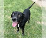 Small #1 Labrador Retriever Mix