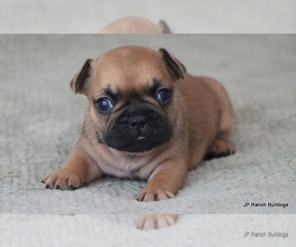 Medium Photo #1 French Bulldog Puppy For Sale in WINNSBORO, TX, USA