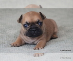 Small Photo #1 French Bulldog Puppy For Sale in WINNSBORO, TX, USA