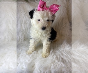 Australian Shepherd-Poodle (Toy) Mix Puppy for sale in BEECH GROVE, IN, USA
