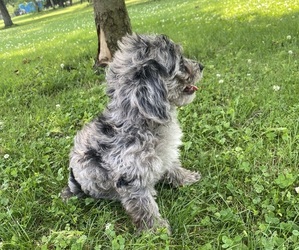 YorkiePoo Puppy for sale in RICHMOND, MI, USA