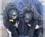 Small Photo #16 Goldendoodle Puppy For Sale in LOTHIAN, MD, USA