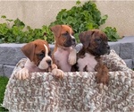Small Photo #15 Boxer Puppy For Sale in BANNING, CA, USA