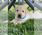 Small Photo #10 Labrador Retriever Puppy For Sale in GIBSONVILLE, NC, USA
