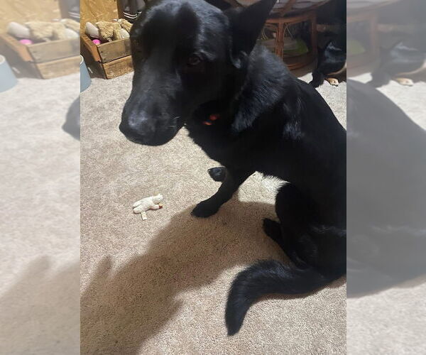 Medium Photo #4 German Shepherd Dog Puppy For Sale in Foristell, MO, USA