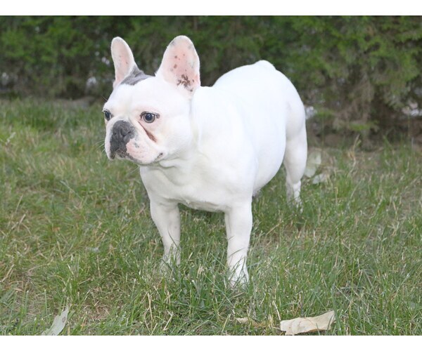 Medium Photo #5 French Bulldog Puppy For Sale in CARVER, OR, USA